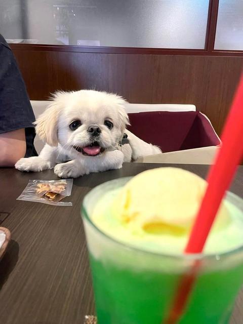 クリームソーダから視線を外さない犬さんが話題　「全世界、犬共通あるある」「自分の可愛い顔を知ってる犬」