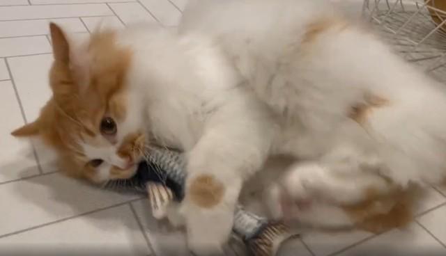 「パワー系すぎる…」これぞヘビー級猫の蹴り技、高速キックが話題　「まともに食らったら痛そう」