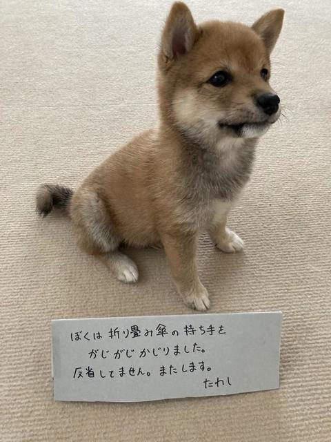 「帰宅したらこれ」飼い主の傘の柄をガジガジする子犬さん　心の声→「反省してません、またします」