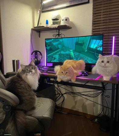 StrayをやっているPC画面の前を占拠するモフモフ猫たちがTwitter上で話題になった（ネコランドさん提供）