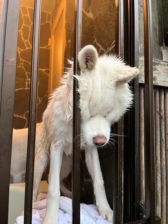 窓の柵に頭ごと突っ込んでお顔がむぎゅっとなっているワンちゃんがTwitter上で話題を集めた（提供写真）