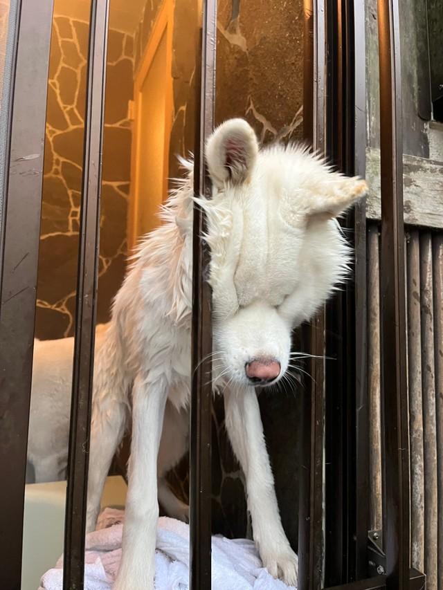 窓の柵に頭ごと突っ込んでお顔がむぎゅっとなっているワンちゃんがTwitter上で話題を集めた（提供写真）