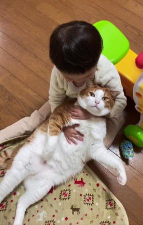 4歳の女の子に抱っこされる猫が「ぬいぐるみ」みたいだとTwitter上で話題を集めた（yopichさん提供）