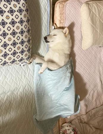 じいじとばあばの布団の間で眠る柴犬の写真がTwitter上で話題を集めた（提供写真）