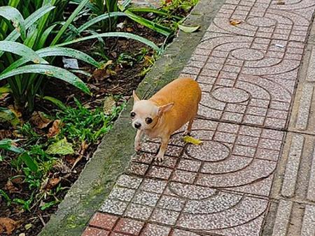 ベトナムで見かけた…チワワ？（写真提供：東風遥香さん）