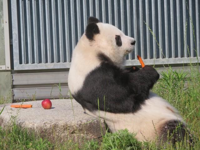 リスクあっても取り組む理由は？ ジャイアントパンダの野生復帰などテーマに中国の専門家が講演　“タンタン支援”で神戸・王子動物園に来園
