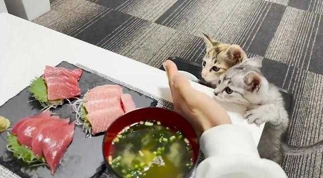 初めてマグロを見た子猫たち…もう夢中です（飼い主の方提供）