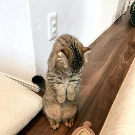 「可愛いすぎてごめんなさいにゃ」と、謝罪する子猫の写真がTwitter上で話題になった（提供写真）