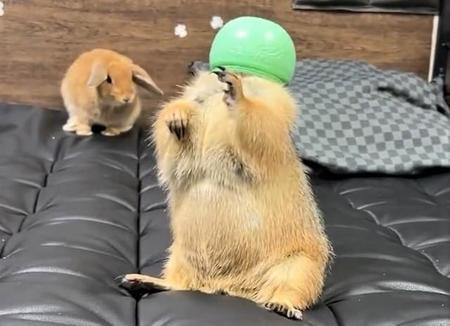 突然の「メロンマン」登場にウサギちゃんが驚いて大慌てする動画がTwitter上で話題を集めた（「やみの@Prairie dog」さん提供、Twitterよりキャプチャ撮影）