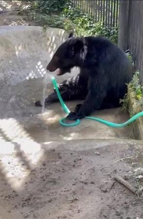 ホースから水を直飲み。これ絶対美味しい（画像は沖縄こどもの国公式Twitter動画から）