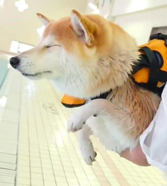 「泳ぐ前からエア犬かき」柴犬が、プールサイドで抱っこ中にお手てをかきかき　「イメトレしてるんやね」「柴リンピック競泳 金メダル」