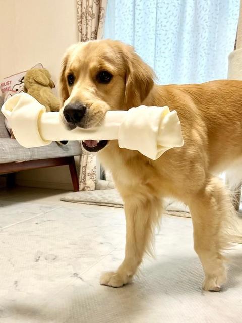 アゴトレ中です…重さ1kgの巨大骨ガムをくわえる犬が話題　「目指すはアスリート？」「ボディービルダー犬」