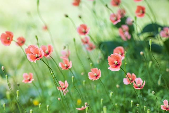 そよ風に揺れるナガミヒナゲシの群生(bluebellivy/stock.adobe.com)