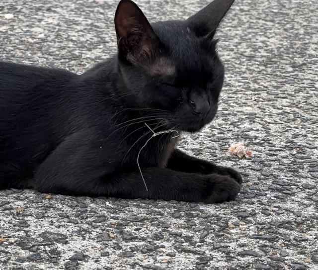 長崎の漁港で釣り針が刺さった野良猫が見つかった。釣り客が釣った魚を食べた際に誤って刺さったとみられるという（浦川さん提供）