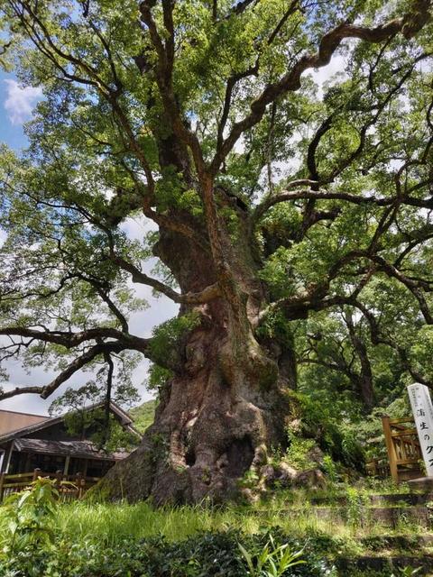 日本で一番の巨樹って知ってる？　樹齢は1500年、“同級生”はフランク王国　パワースポットとして人気