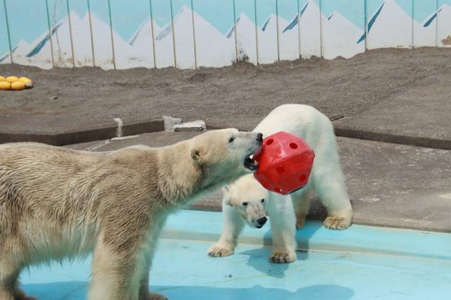 スゴ技連発するチームワーク抜群のホッキョクグマが「賢すぎ」と話題　北海道の動物園で繁殖目指すカップル