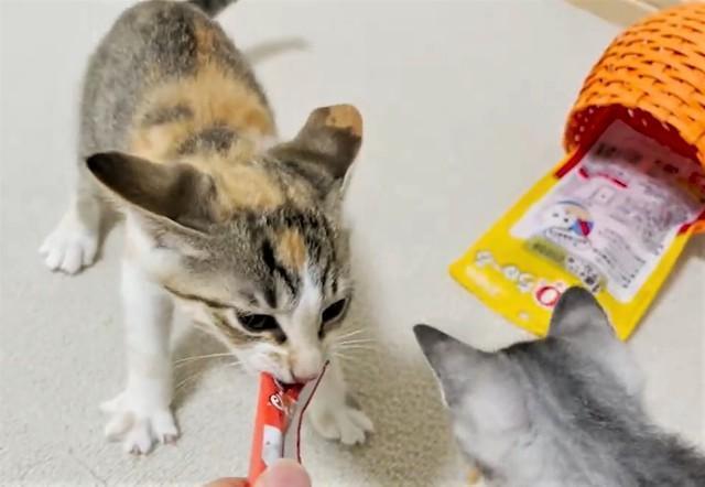 「初めてちゅーるをあげたら」イカ耳で食いつく子猫の大興奮ぶりに爆笑　「寄こせ！ 私のよ！」「子猫にして『狩る』パワーMAX」