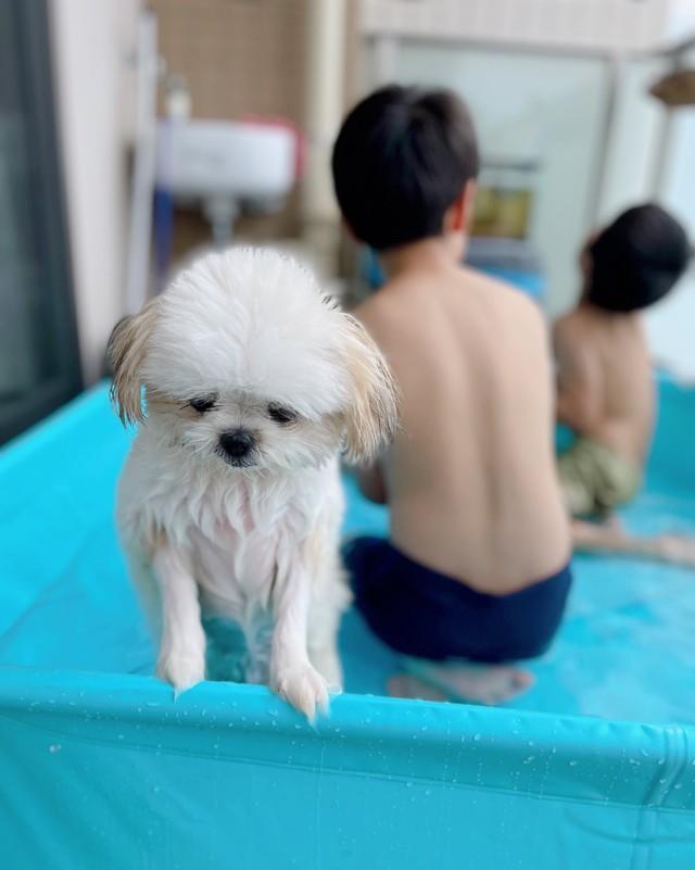 出たいのね」プールでしょんぼりする子犬にキュン♡ 「最高の困り顔