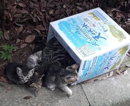 東京都町田市内で段ボール箱に詰め込まれた猫、計34匹が遺棄されていたことが分かった（河底さん提供）