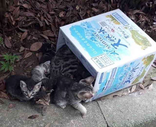 猫34匹の遺棄事件…段ボール箱に詰め込まれた母猫と子猫が見つかる　地域猫活動団体、情報提供を呼びかけ