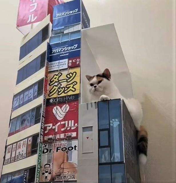「超リアル」自宅に新宿3D猫を再現すると…あっ、猫ちゃんが飛び出てきた！　「テクノロジーの進歩は凄い」「リアル過ぎる3D猫」