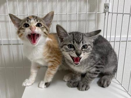 掃除機にイカ耳でシャーシャー抗議する2匹の子猫がTwitter上で話題になった（「ととまるとはんみ」さん提供）