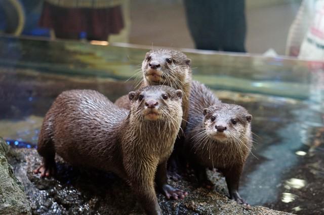 ロープにぶら下がってブンブン！ 回転するカワウソが心配になり動物園に聞いた「目を回していませんか」