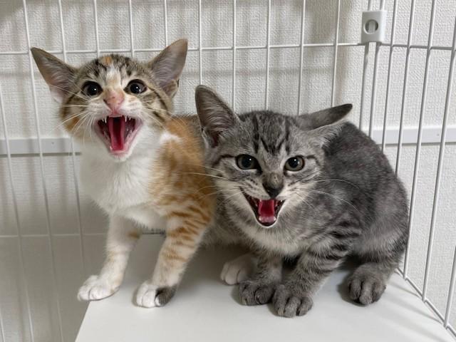 「初めて掃除機を使ったとき」イカ耳でシャーシャー“抗議”する2匹の子猫に悶絶♡　「言葉にできないかわいさ」「必死っすね」