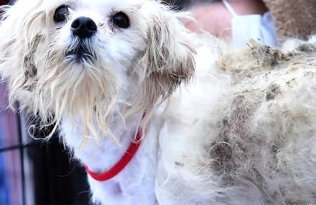 保護犬の譲渡活動を行うピースワンコのシェルターの前に、ケージごと捨てられた犬・いっくん