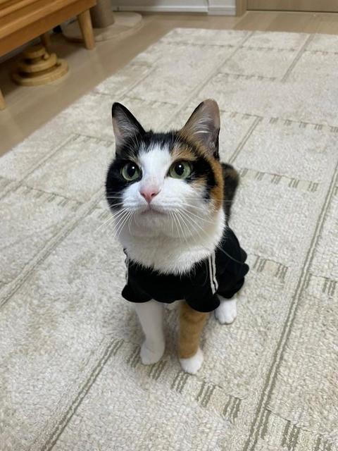 「おいで～」と呼んだらついてくる三毛猫が話題　実家で飼っていた元保護猫「言葉がわかる子」「全部可愛い」