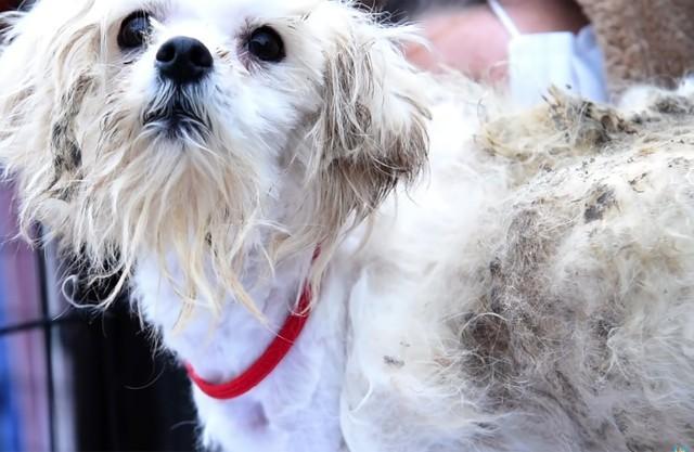毛と爪は伸び放題…保護犬シェルターの前にケージごと捨てられていた犬が笑顔を取り戻すまで