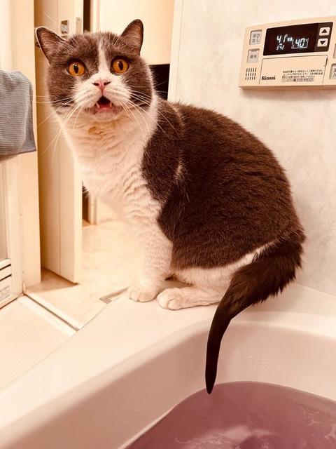 お風呂に尻尾がポチャン…「何してくれとんねん！」飼い主にキレる猫に爆笑「尻尾の管理が甘い自分のせいだと言うのに」