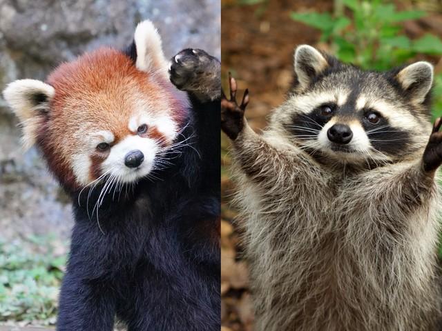 レッサーパンダ（左、REDPAN22/adobe.stock.com）とアライグマ（Alexander/adobe.stock.com）