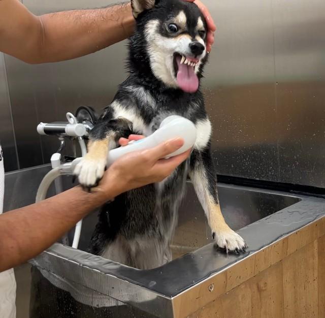 「クソがぁぁあ！」シャンプーいや～、ムキ顔でキレる柴犬に爆笑　「死ぬか生きるかの闘いだよね」「いい顔すぎて最高」