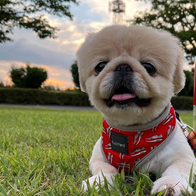 寂しげな表情が頭から離れなくて…迎えたのは元繁殖犬・出産したばかりで、まだお乳が出ていたペキニーズ