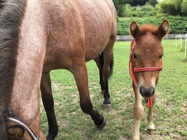 「ボクの名前をつけてね」大阪・柏原で生まれた道産子の浪速男子　「和種馬ホースランド」が名前募集