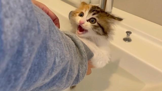 「いやだ～～～」→「いい湯だにゃ」　初めてのお風呂に子猫がイカ耳で全力拒否したがその後、まさかの展開