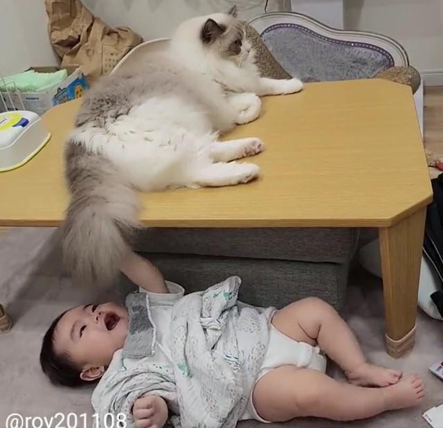 尻尾をふりふりして赤ちゃんを喜ばせる猫。兄貴分の余裕が漂っています（提供画像）