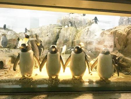 ジッとこちらを見ているペンギンたち（画像提供：藪犬小夏さん）
