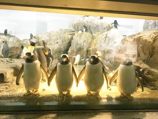 「ゴスペラーズみたいなペンギン」の存在感にSNSが騒然、園の獣医に聞いた「4羽並んでいるのは珍しい」