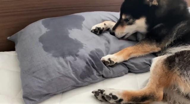 ワンちゃんがなめなめしたヨダレまみれの枕がTwitter上で話題になった（「琥大朗-KOTARO-」さん提供、Twitterよりキャプチャ撮影）