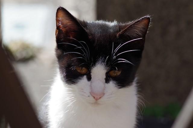 猫をエアガンで撃っている人を発見…「動物虐待は犯罪」警察に通報を【弁護士が解説】