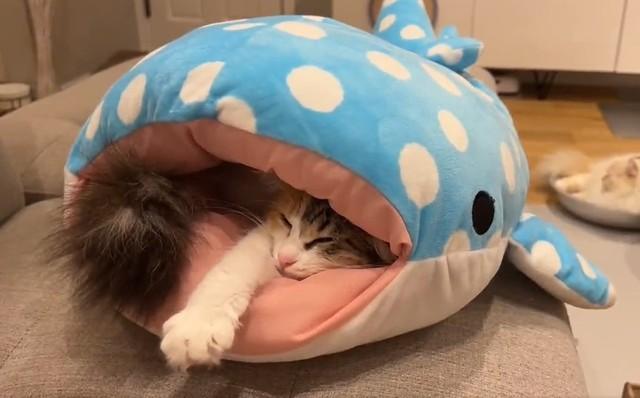 「助けて～！」サメに食べられちゃう子猫の動画に29万人が爆笑　「手遅れですね」「猫ザメw」「完全に使い方をマスター」