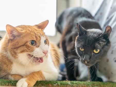 カール（右）が近づくと先住猫はシャーっと威嚇します