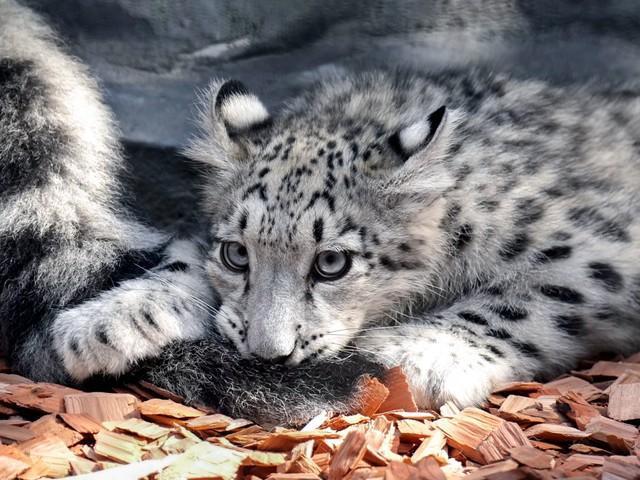 お母さんの尻尾をくわえる子供のユキヒョウ（rikuさん提供）