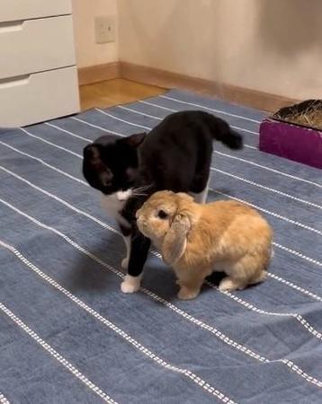 「そばにいたい」「あなたしかみてないの」猫の後を追うウサギさんに悶絶〓　でも、猫の気持ちは？