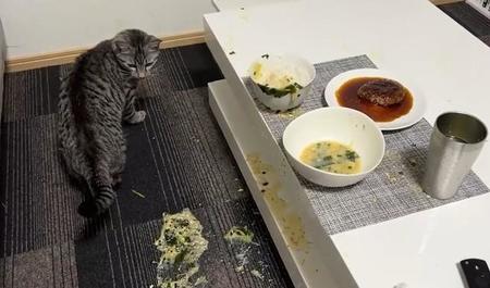 床にぶちまけられたスープ･･･夜ご飯中に猫が上から落ちてきて“大惨事”に（「ととまるとはんみ」さん提供、Twitterよりキャプチャ撮影）