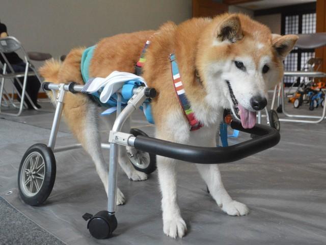 フルオーダーメイドの「犬の車椅子」自身の愛犬をきっかけに制作しつづけ25年、そのクオリティがすごい！