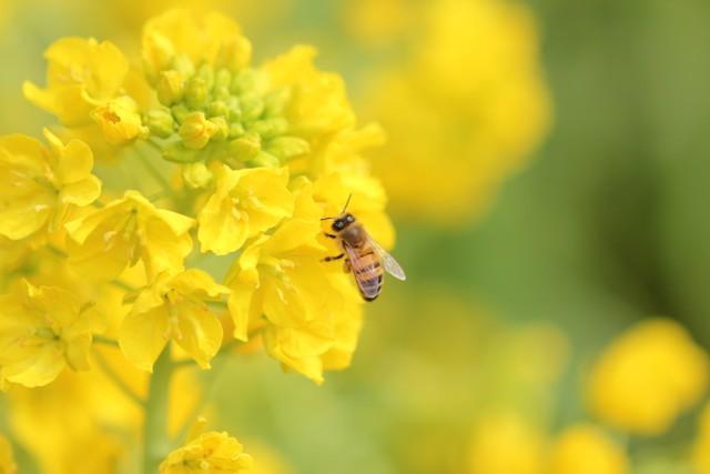 ミツバチと菜の花（Saruri/stock.adobe.com)