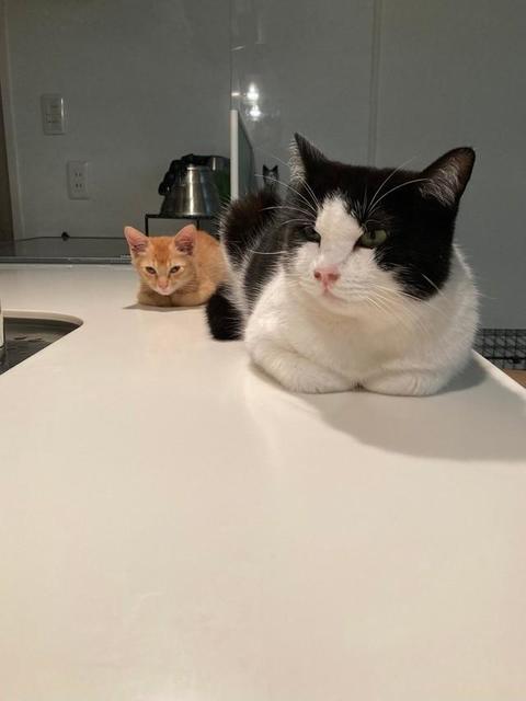 絶対に動かニャい！2匹の猫がそっくりなポーズと目つきでおやつを要求　「お姉ちゃんより、凄み増してる」